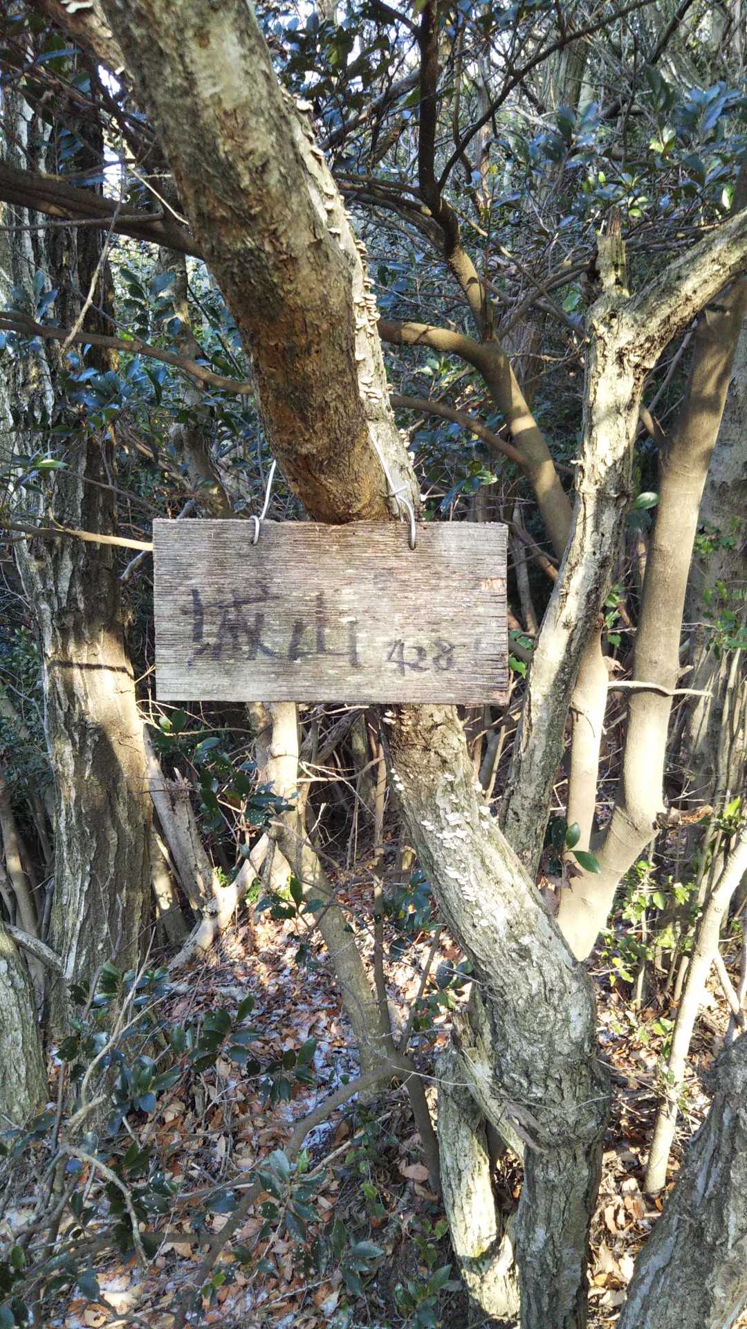 城山ｼﾞｮｳﾔﾏ428m 