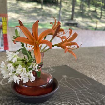 正面登山口の今月のお花は白い謎の花とキツネノカミソリ🦊