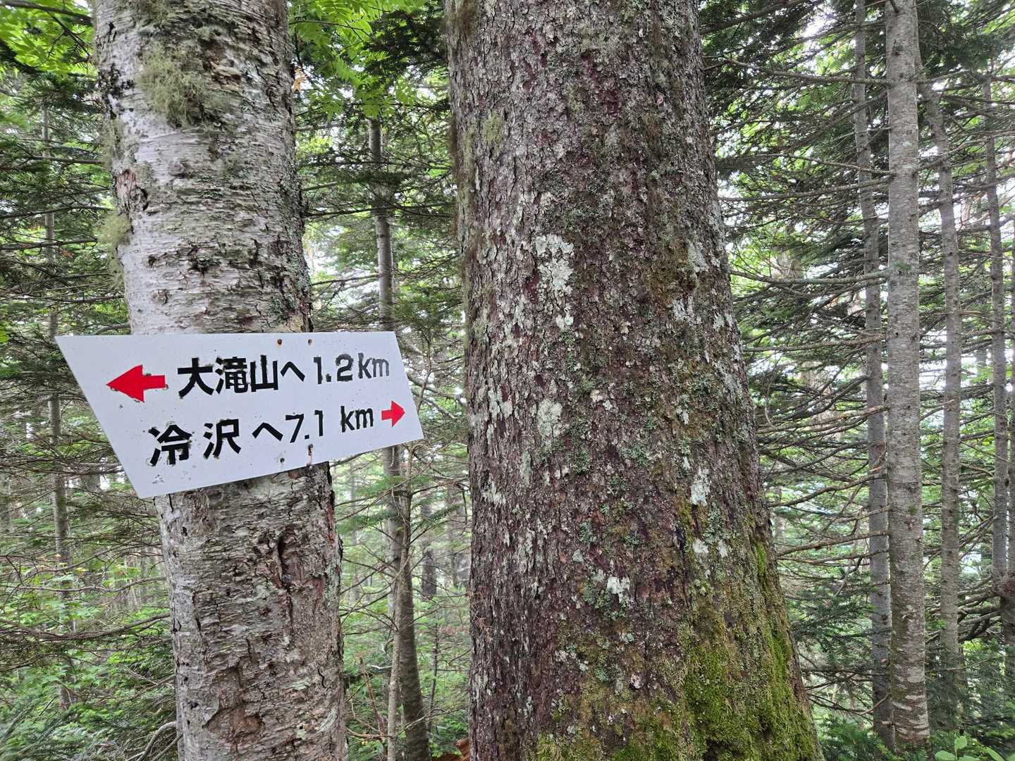 とても歩き易い道なので、距離のわりに疲れません👌