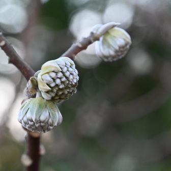 ミツマタはツボミをつけてる。