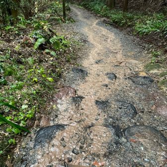 土砂降り。
ずぶ濡れだよーー。
登山道が川