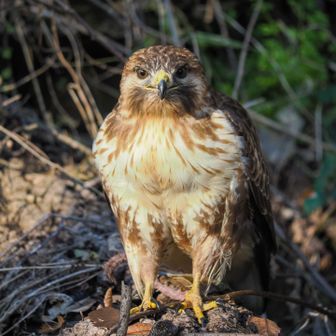 ふいに蛇置いて前出てきた
満足したのか、日が暮れてきたからなのか‎😶