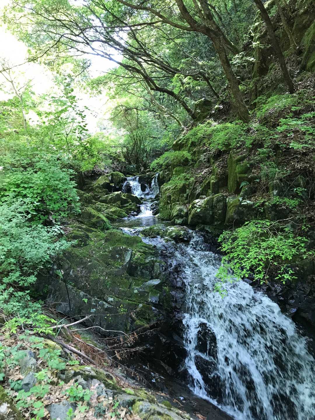 犬鳴山バス停-七宝龍寺本堂-葛城山 往復コースの写真