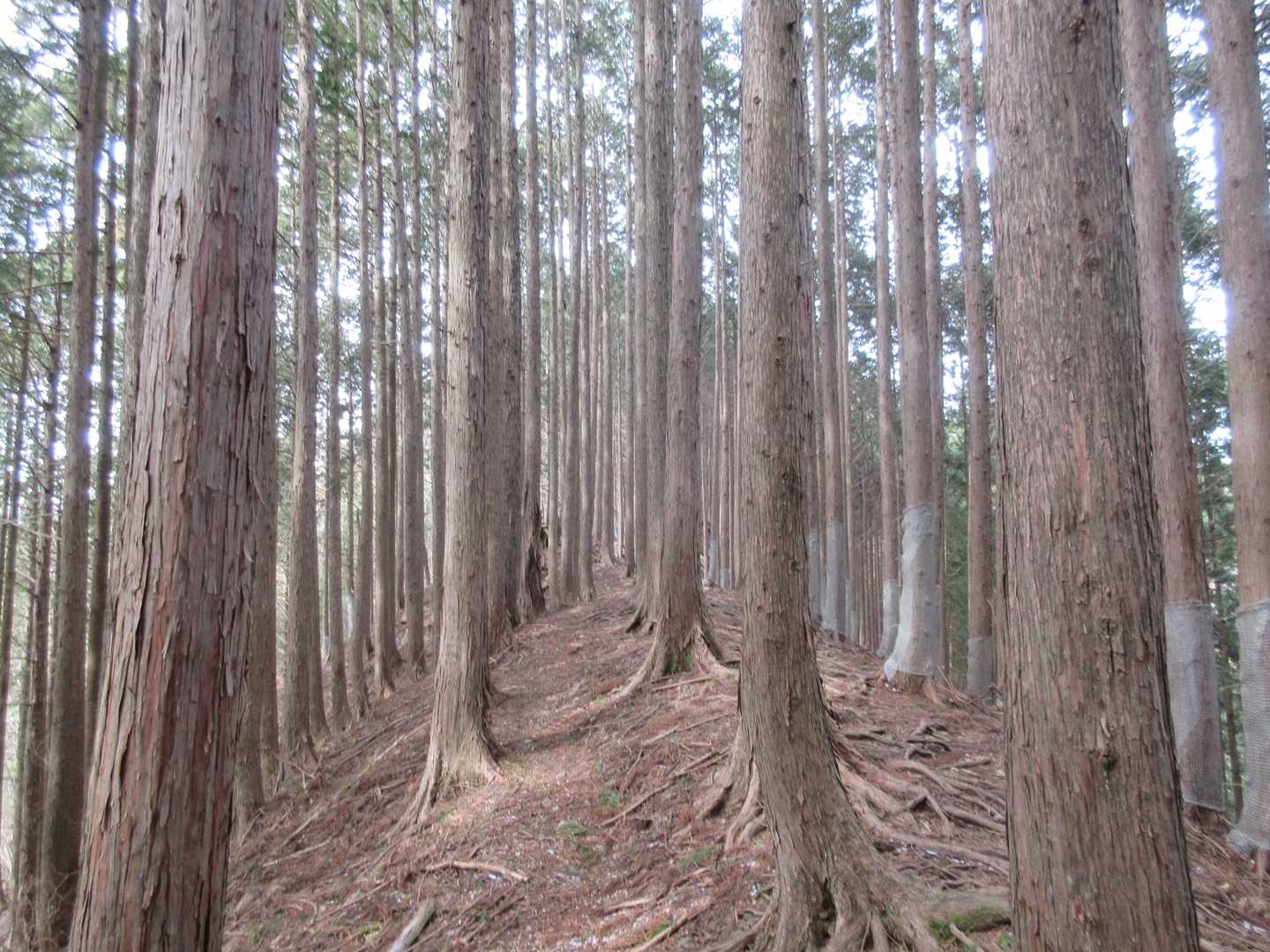 頭髪毛根の拡大写真のよう！😄