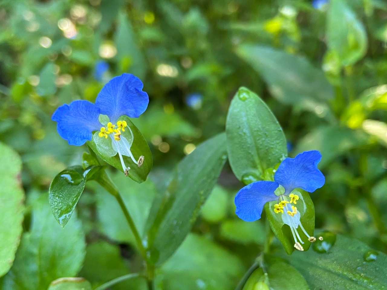 ツユクサ
花図鑑によると青花や帽子花
別名がたくさんあるようです✨
