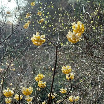下山して川の水のないところを渡って法面を這い上がり、1本やっと見つけたミツマタ

別のコースならミツマタの大群生が見られるらしいです🌼