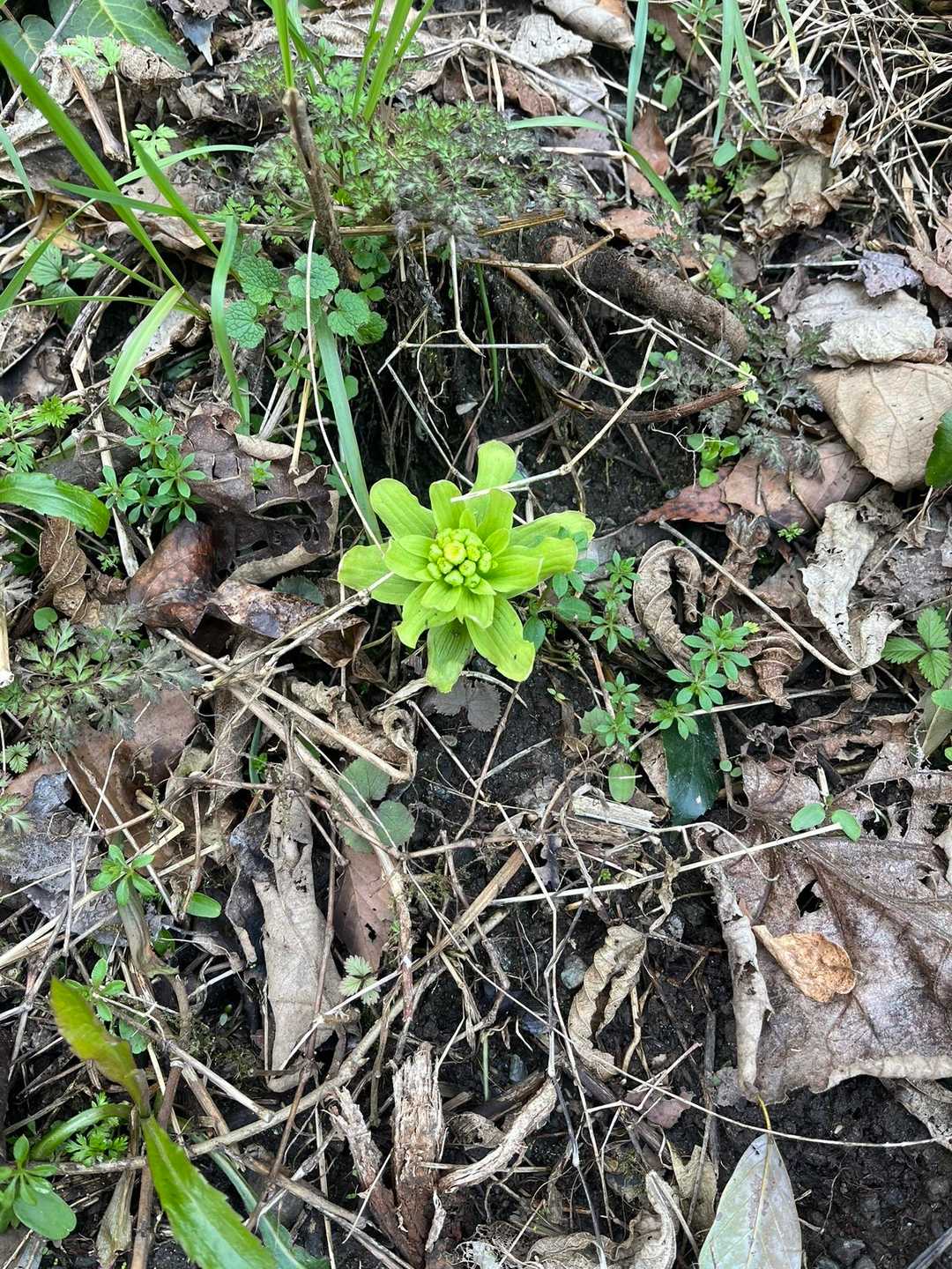 沢の横に蕗の薹、もう春ですねー😃