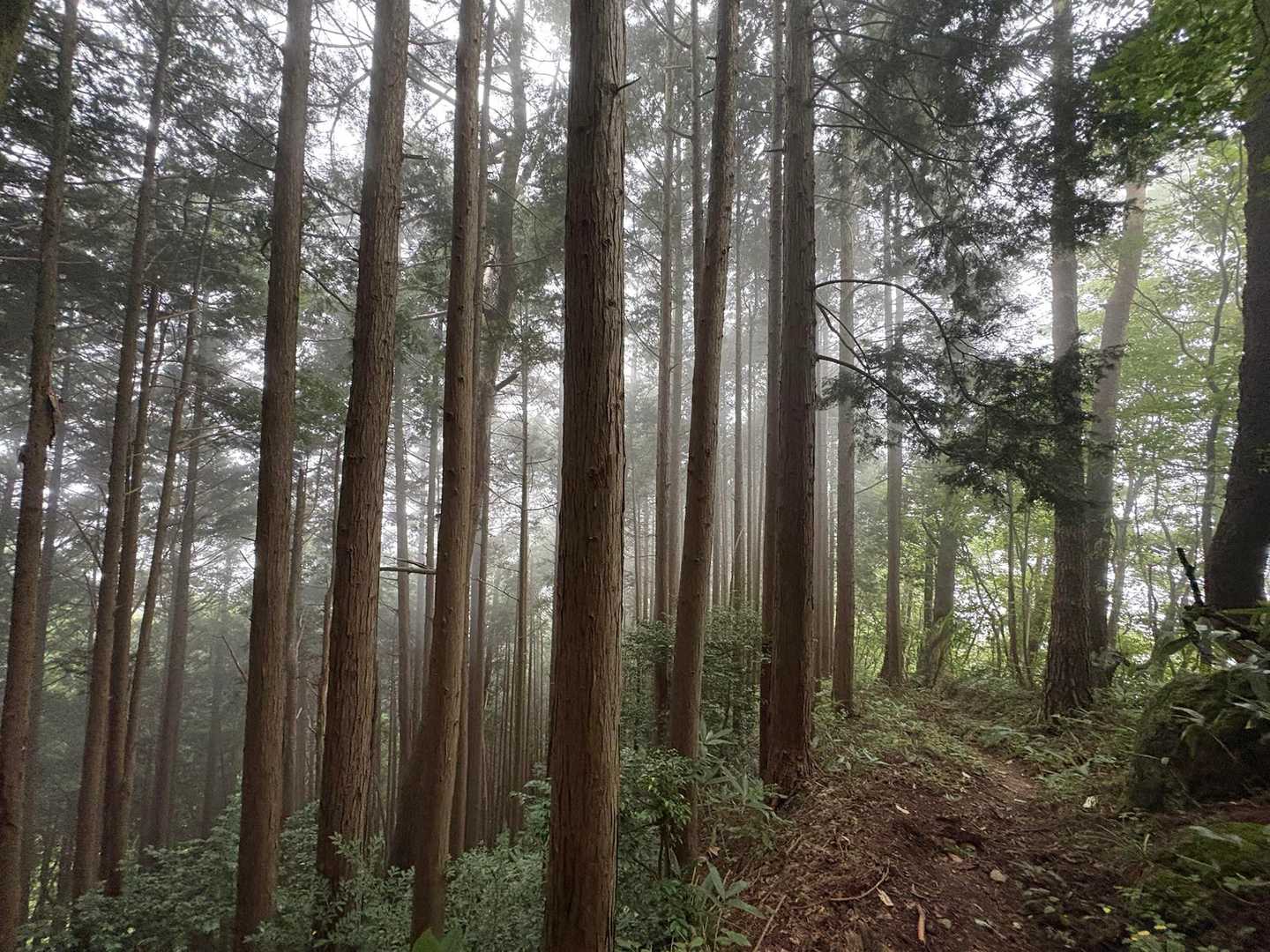 雨が降ってきちゃった☂️