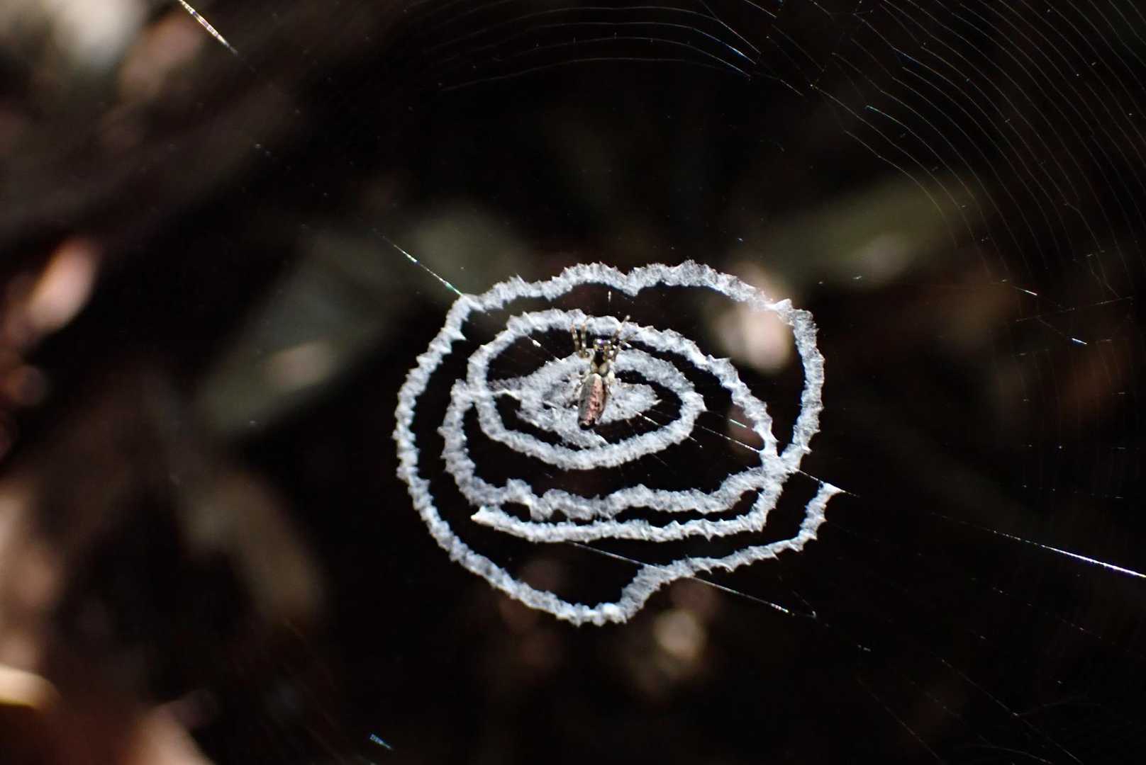 ウズグモ？の🕸