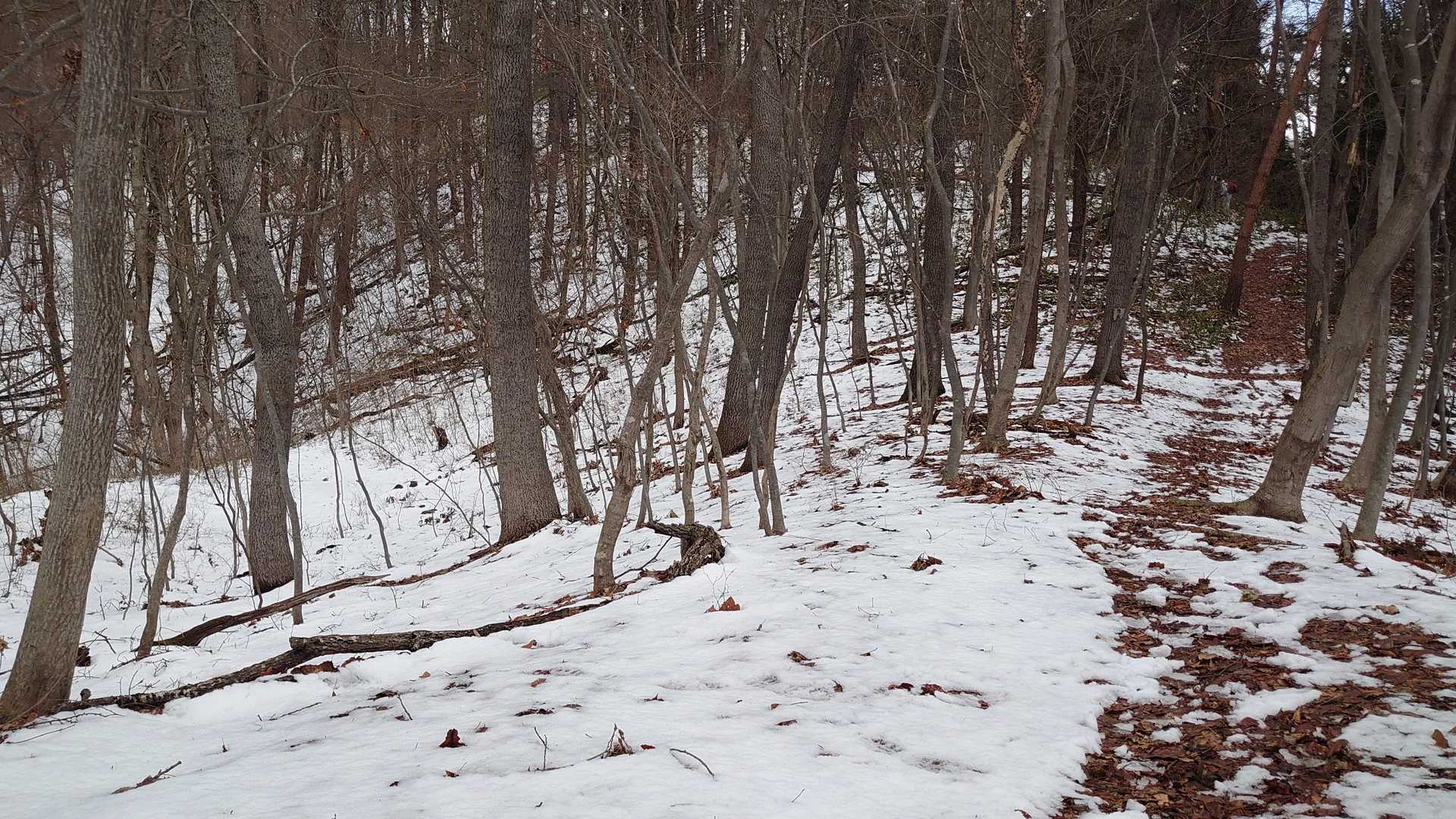 昨日の雪