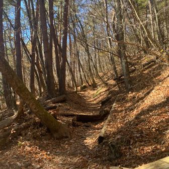 矢立石登山口からの道はめっちゃくちゃ歩きやすい！！！😳