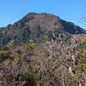 大岳山を見て、行くことにしました