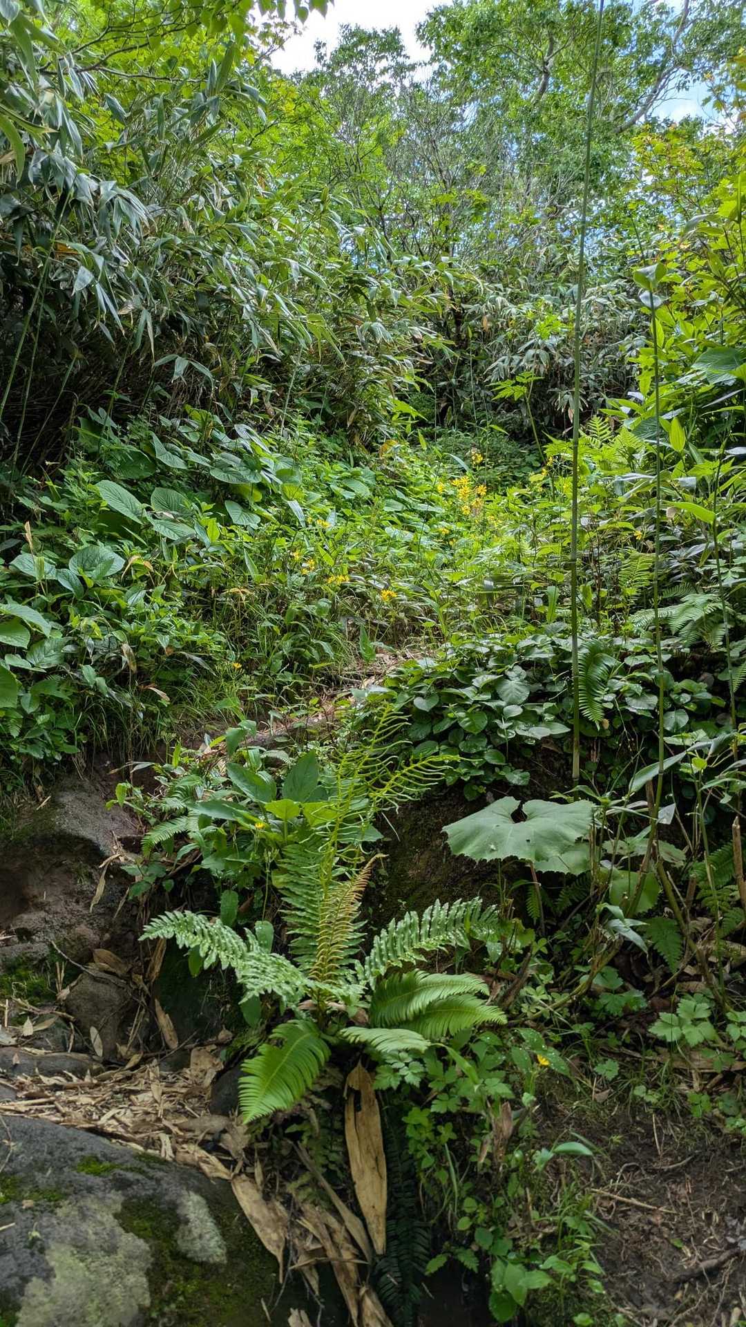 蒸し暑い💦
そして毛虫が多っ
