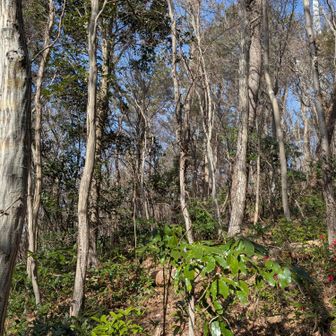 丸山さん家のピーク
全然わからなかったからぐるぐるしときました
踏めてよかった
