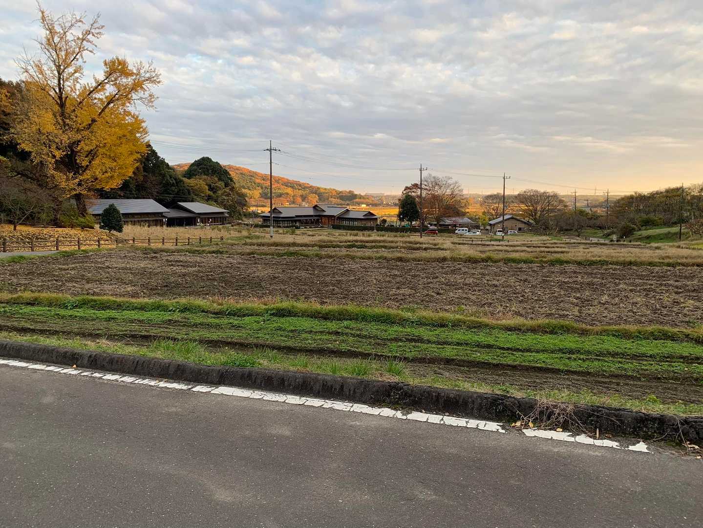 黄金色に染まる
