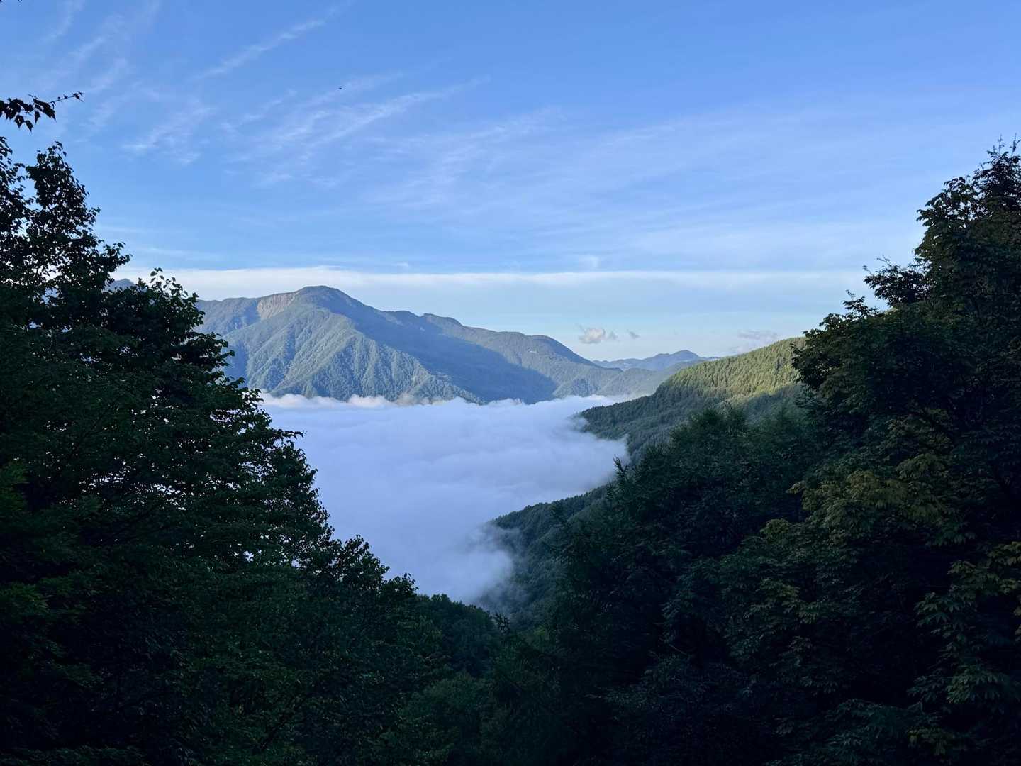 標高約1655mの場所にある林道です
眼下に綿飴みたいな雲海が広がっていました☁️