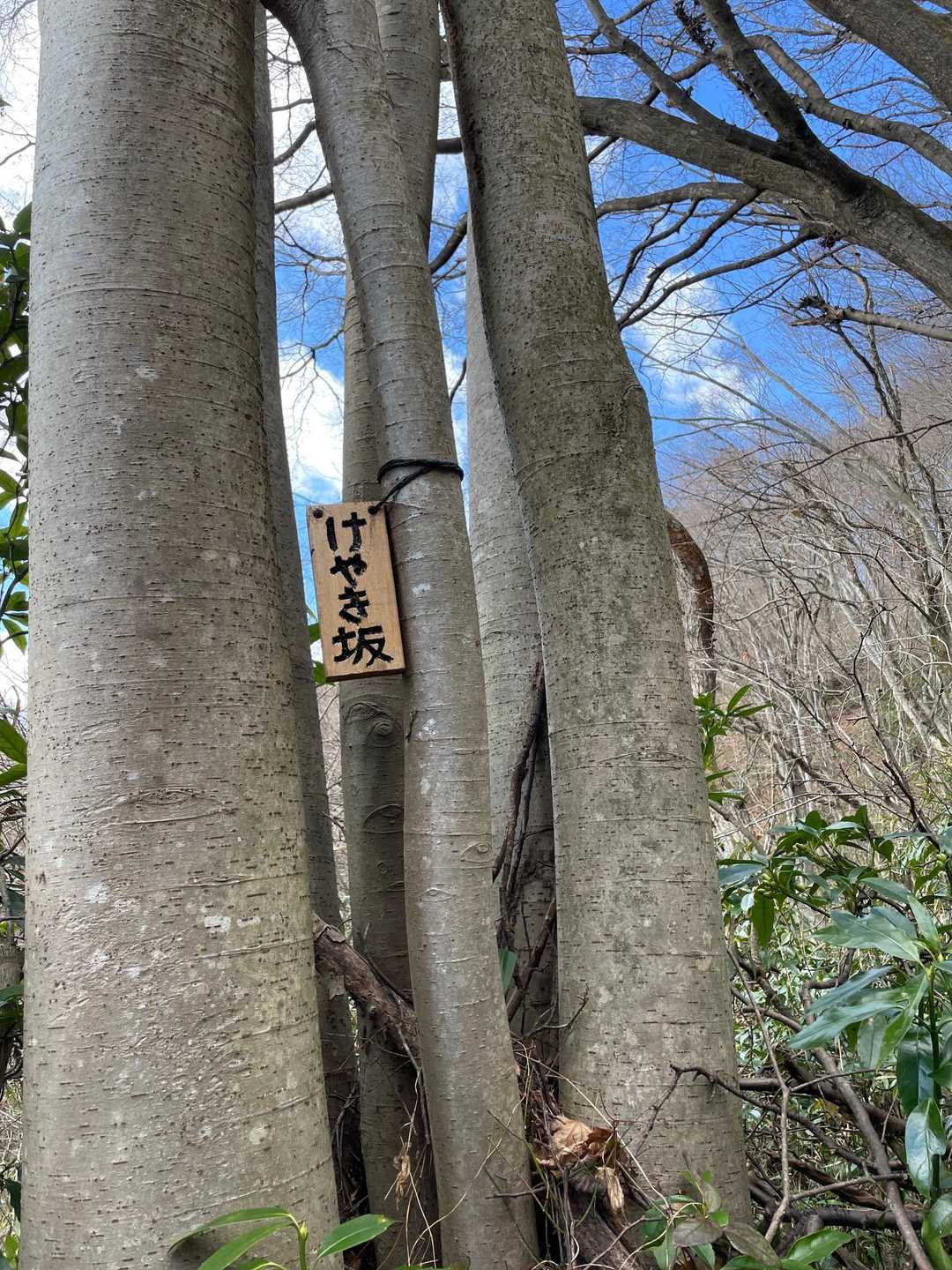 日向坂は？　どうする？
