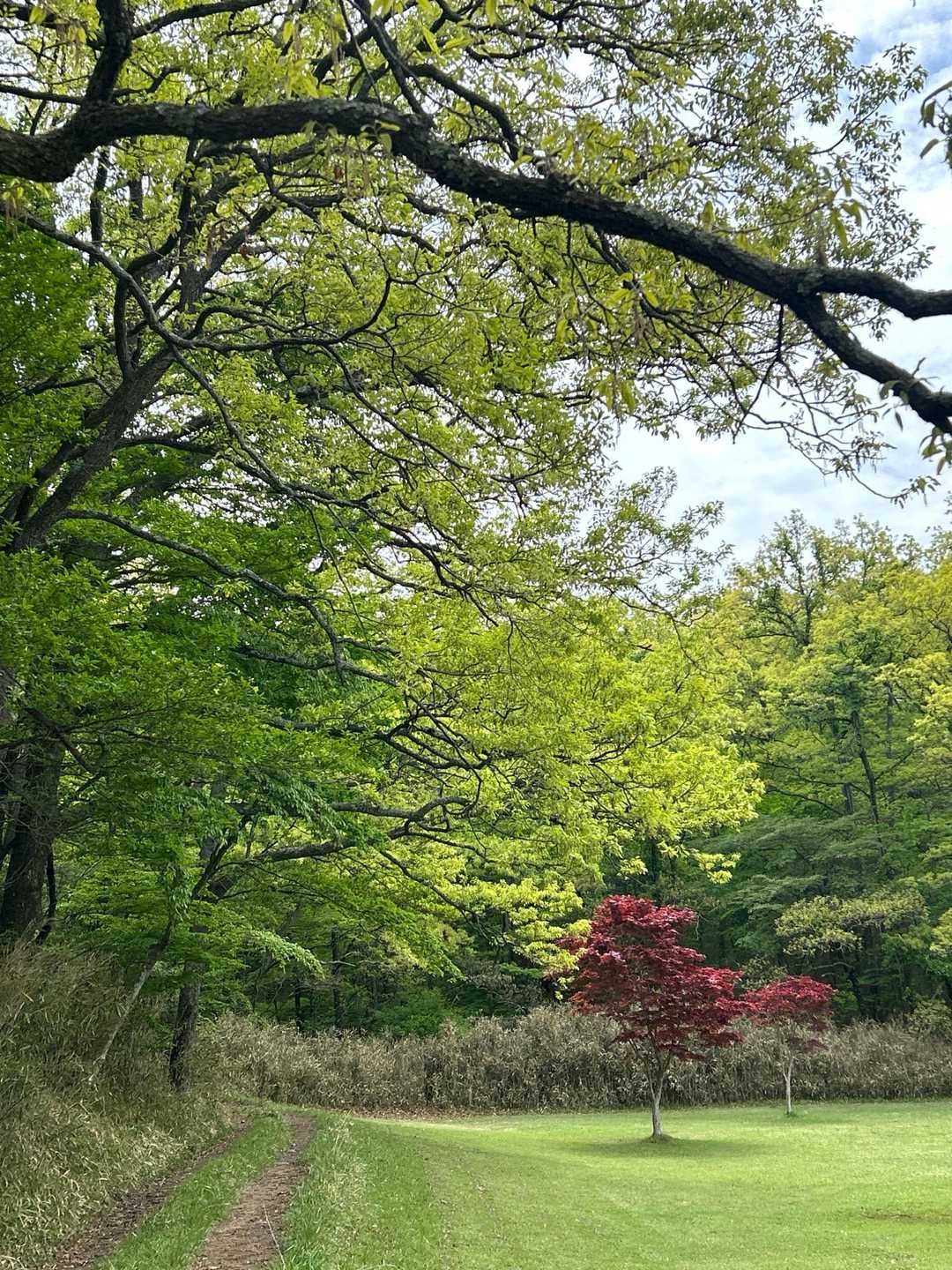 新緑が輝く