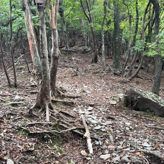 せみの声もなくなった山は静かです。