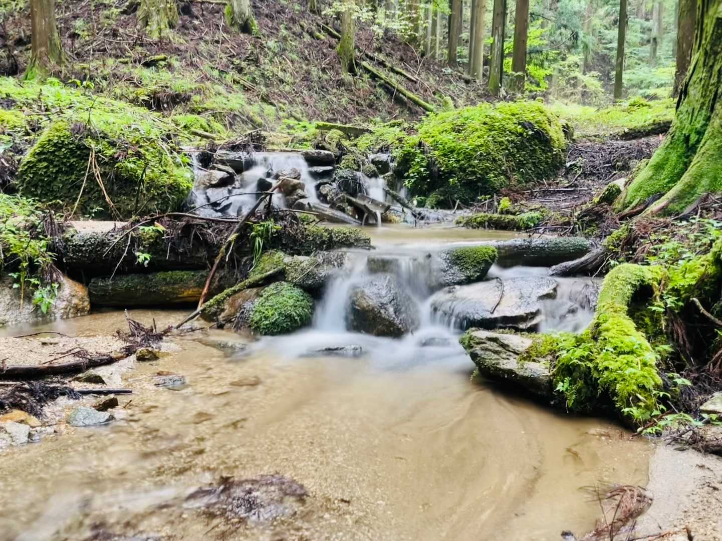 大栗山-月ヶ平 往復コースの写真