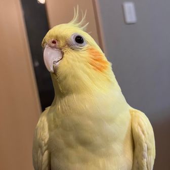 オカメインコ