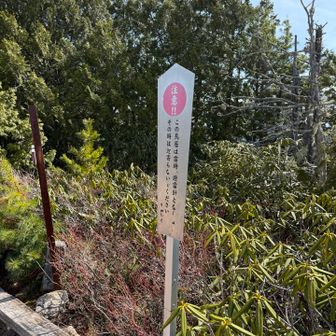 メタリックの理由はそう言う事か⚡️