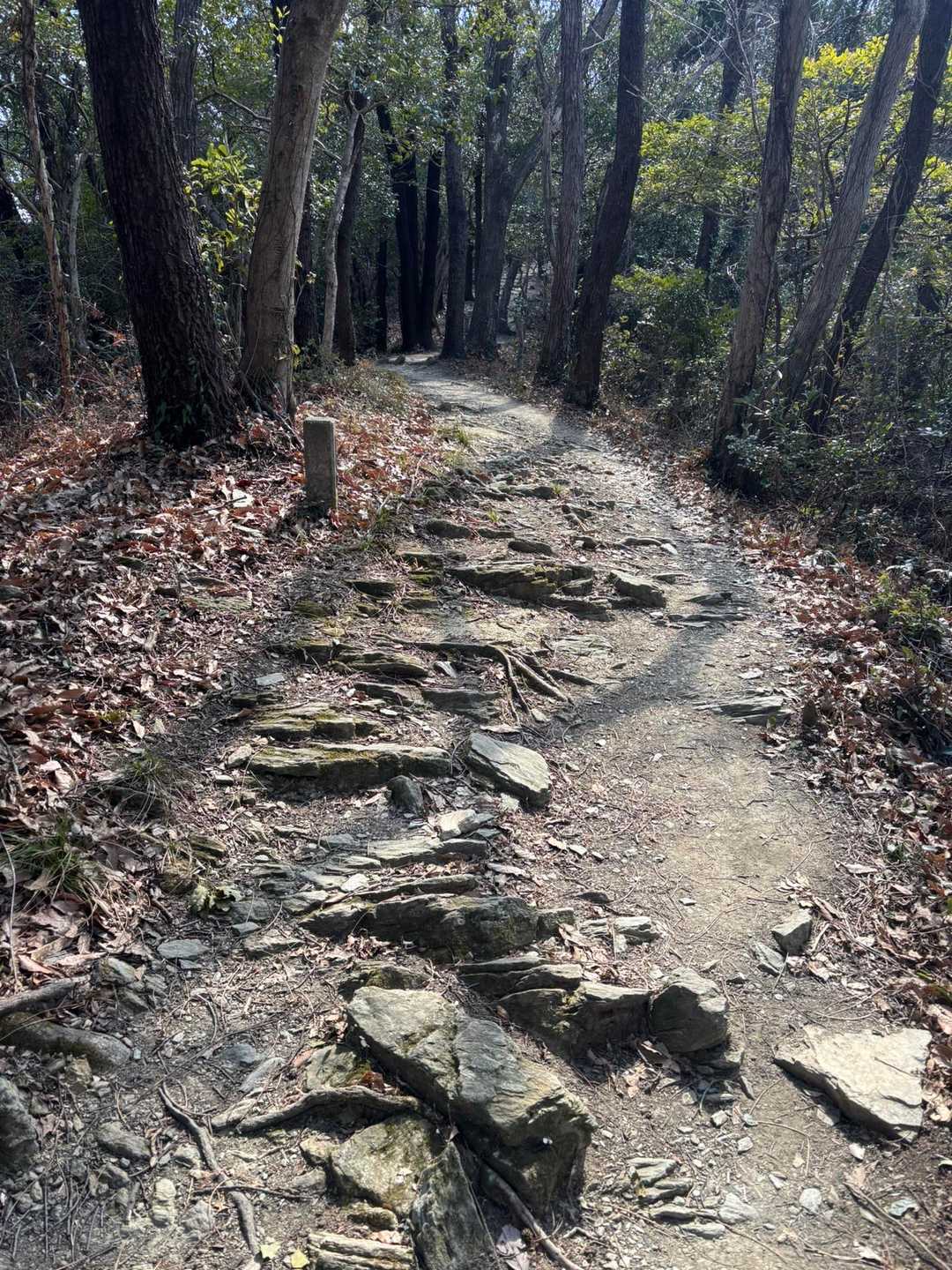向寺山 周回コースの写真
