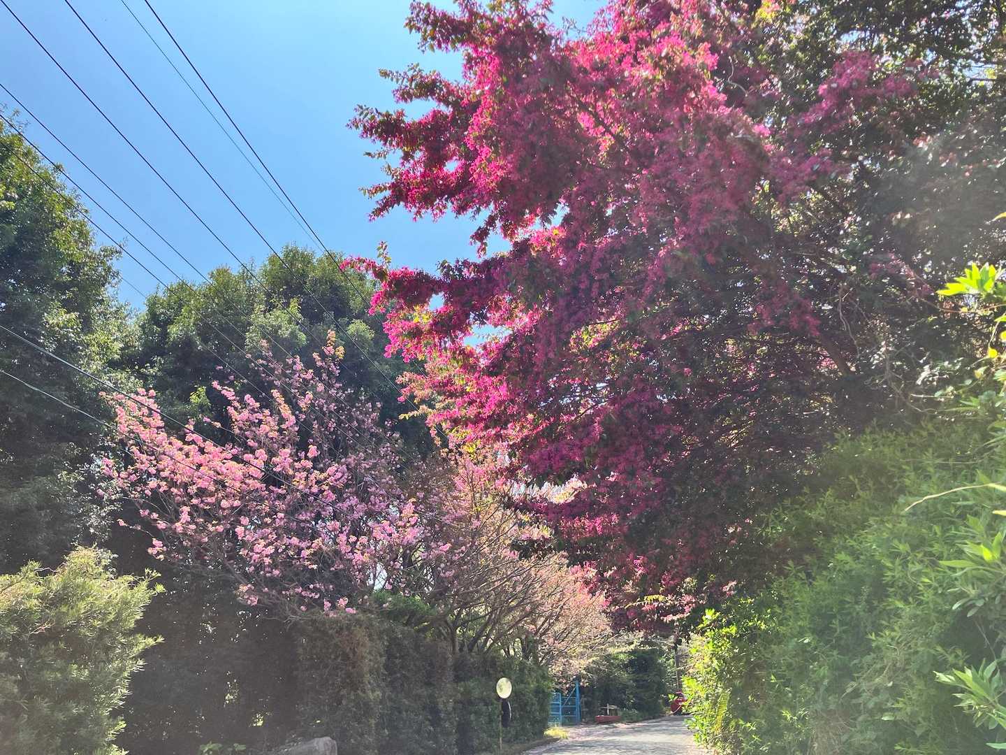 まだ🌸も楽しめますね