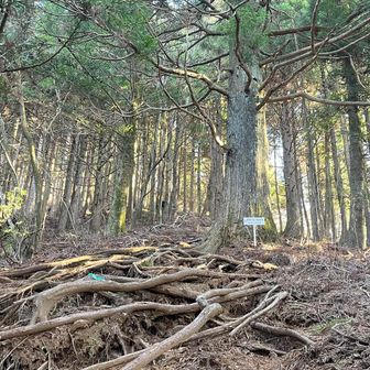 黒岳へ、根っこ道で高度上げる