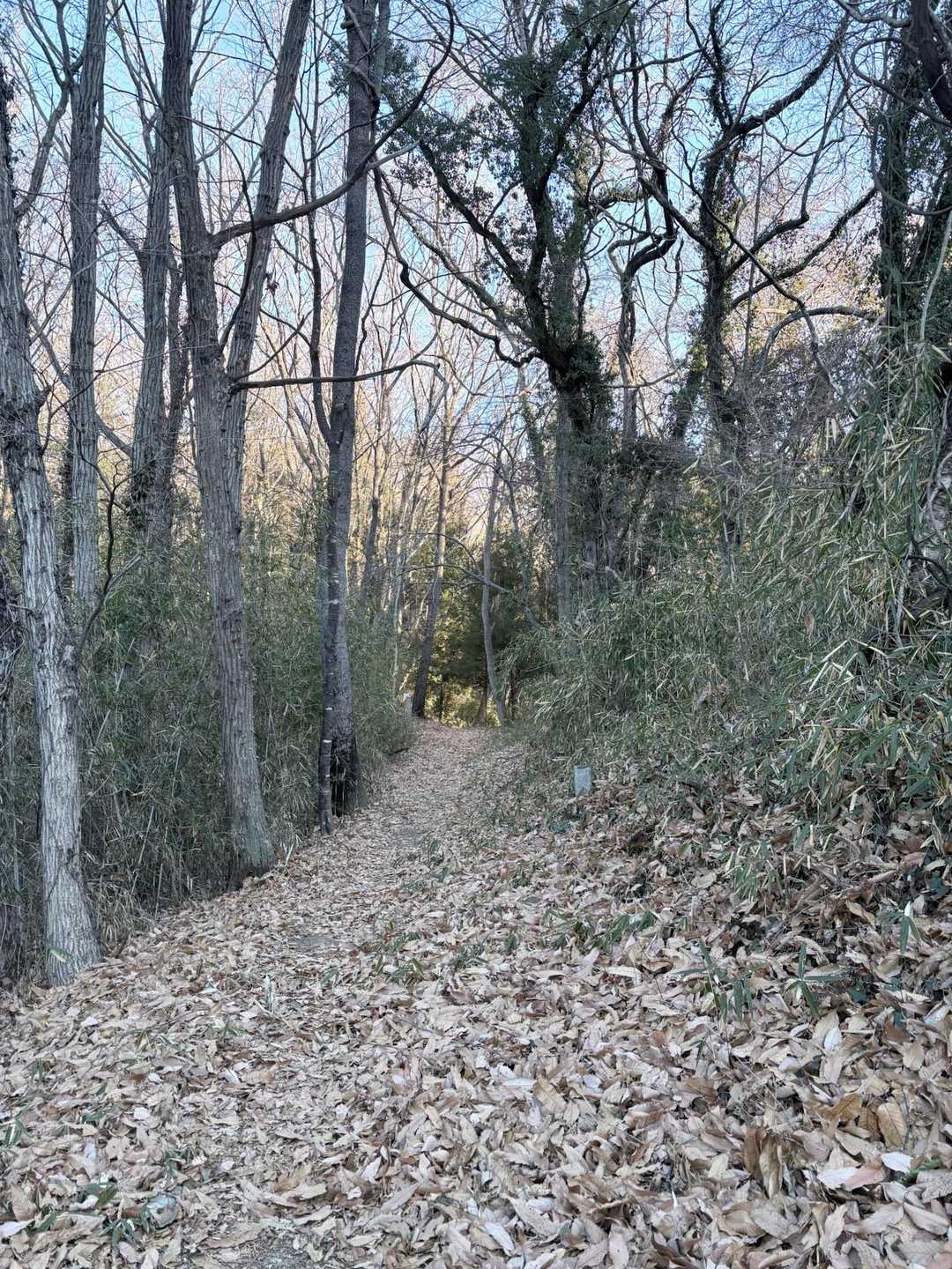 明るい、わかりやすい、歩きやすい道が続きます。落ち葉🍂は多いです。
