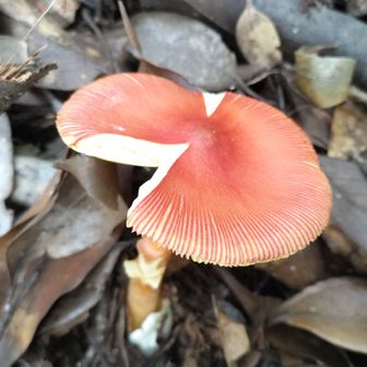 ご新規さん🍄🥚