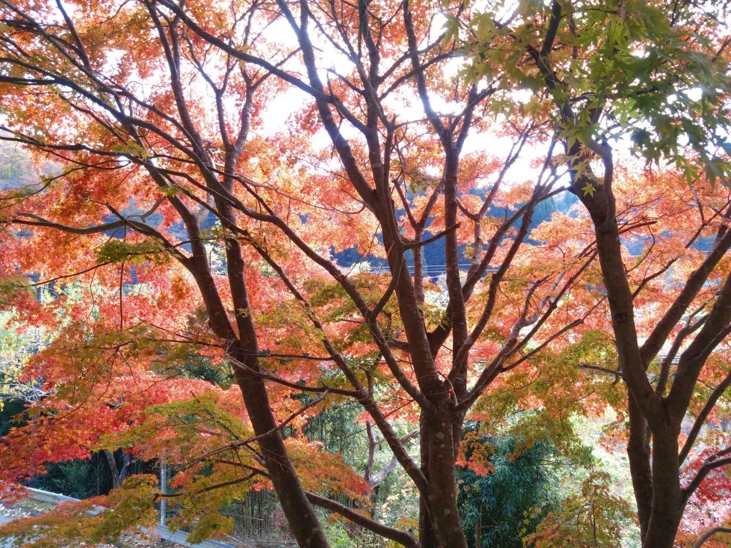 キレイ🍁