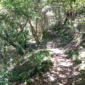 歩き出すと、
山腹周回路っぽいおもむきのある道