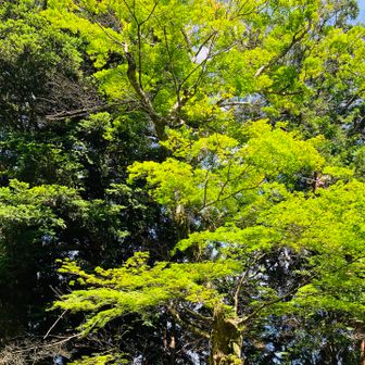 亀岡の名木
金輪寺のオオモミジ🍁