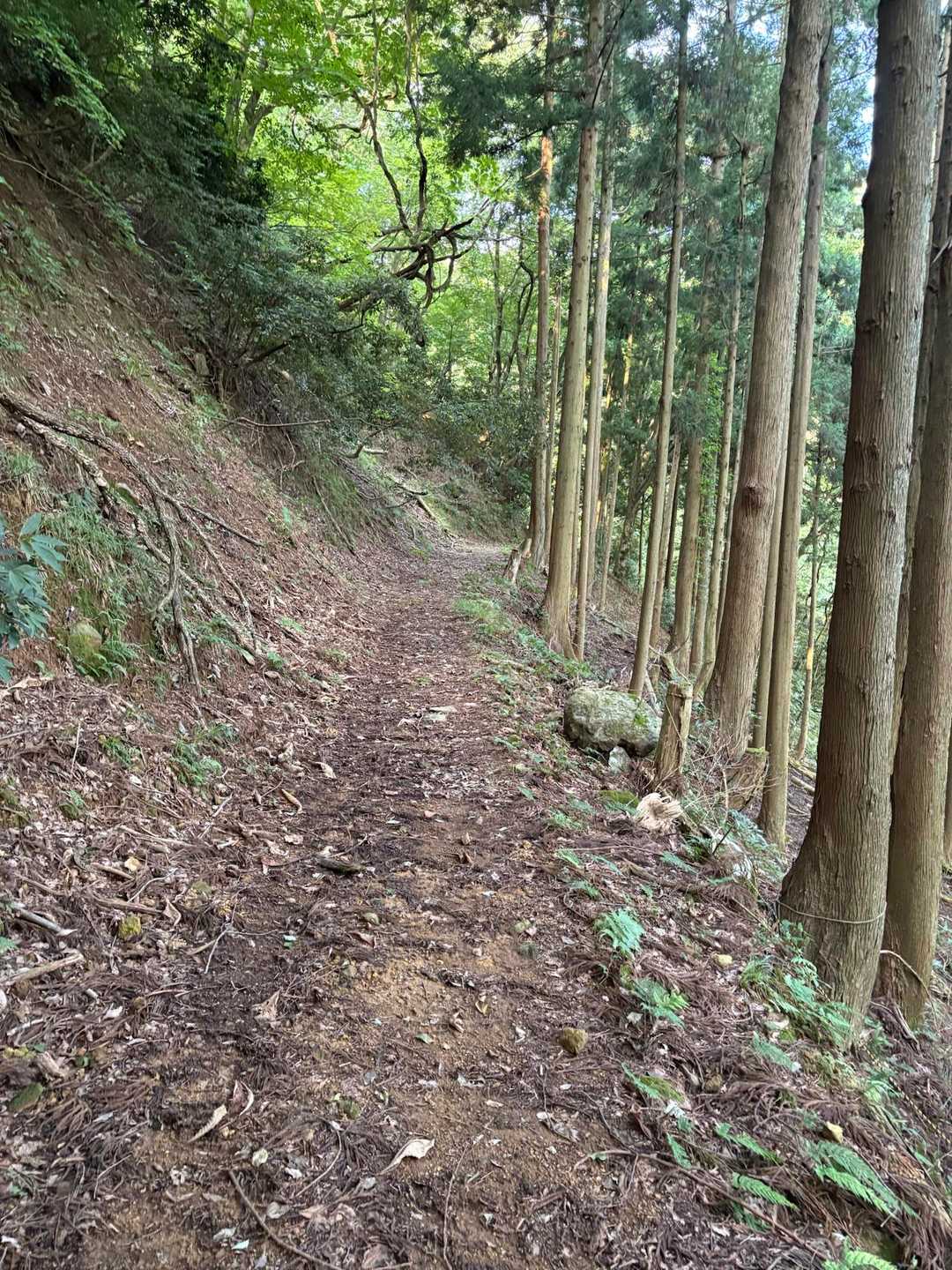 キレイに整備された登山道✌️