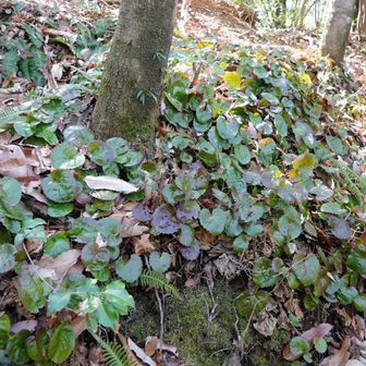 イワカガミはまだまだです。