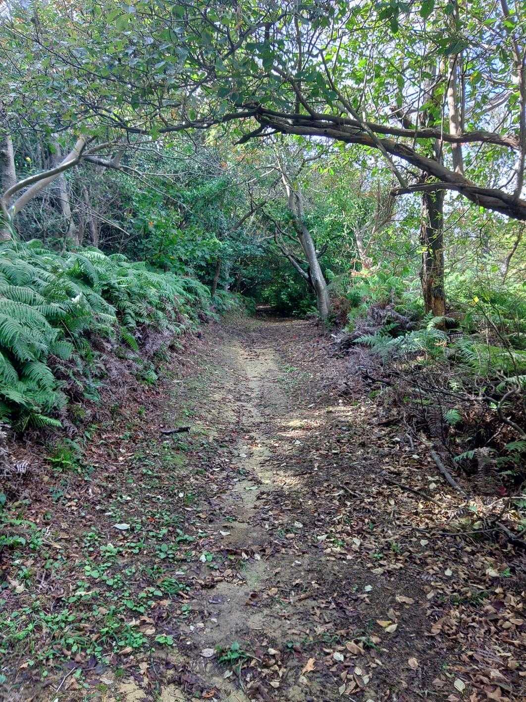 明日は天気が良さそうなので、久しぶりに大山に行こうかなと。