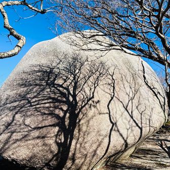 木の影が岩にうつっていい感じ