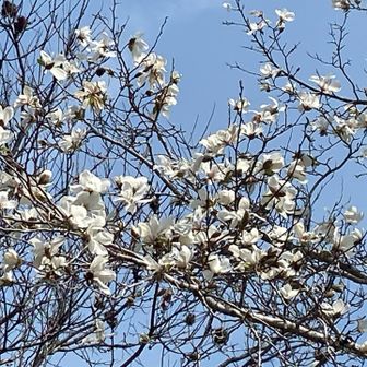 ハクモクレンでした。