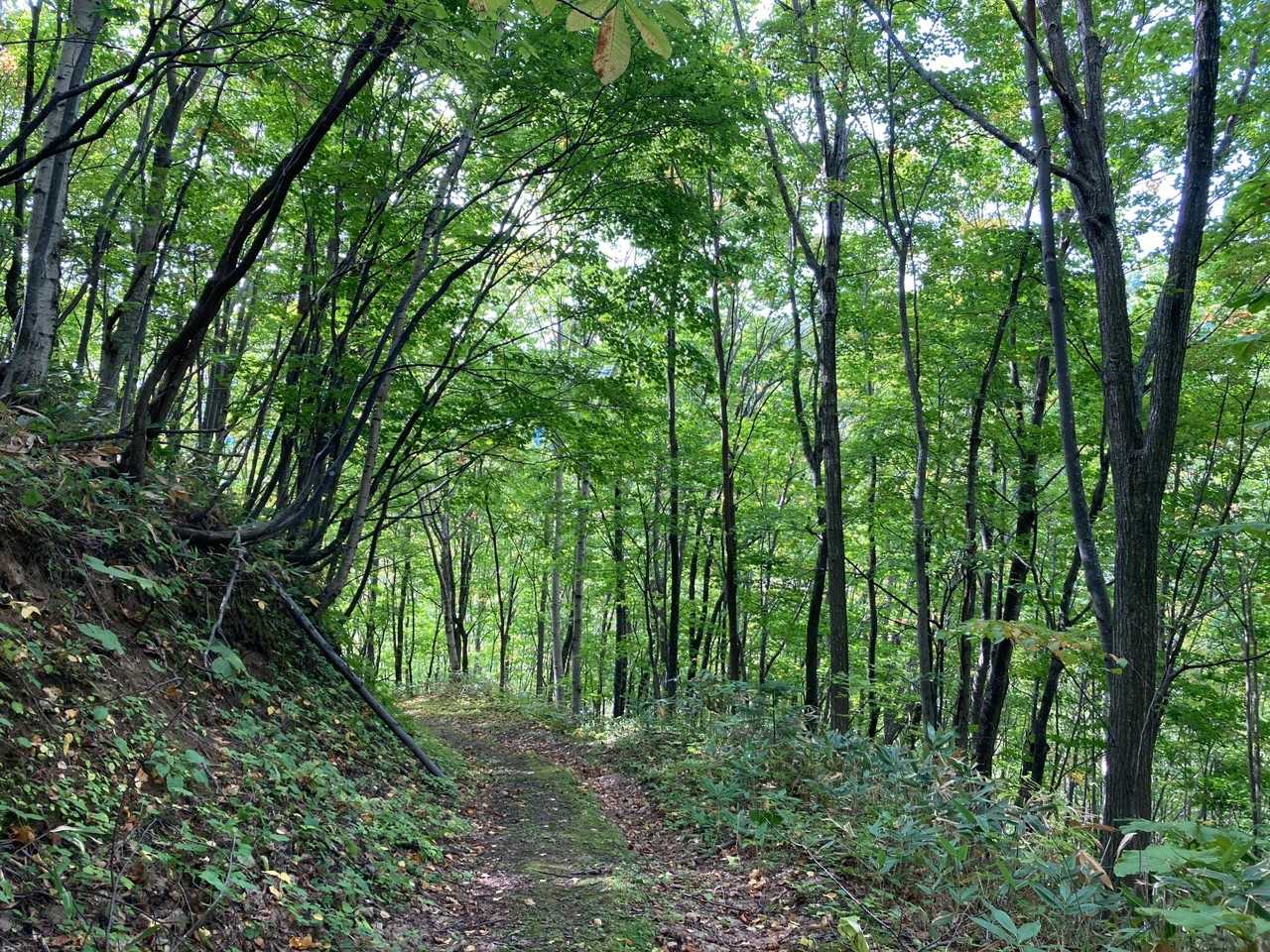 　熊🐻情報がかなり有る。。青山⛰
　熊鈴＆熊スプレー持参‼️ 
　下りながら、指笛の練習ピーヒーヒュ〜♪