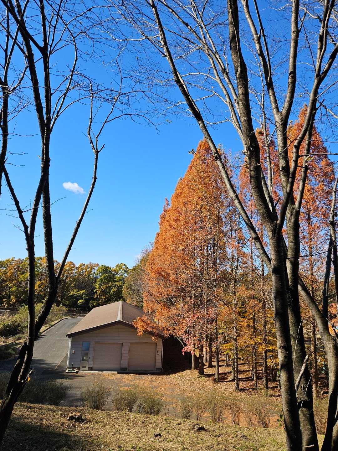 青空に紅葉🍁,良いですねぇ