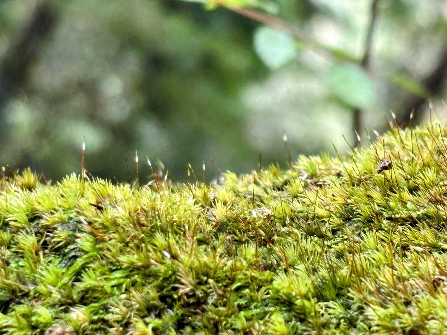 よく見ると花が咲いてる✨苔ってかわいい😍