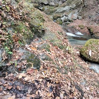 こっちらしいけど踏み跡無いのね…😅
しかも苔付きの岩を歩くから滑る😥
まさかの三点支持必須なのね…😵‍💫