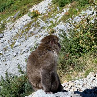 突如目の前に現れた🐒