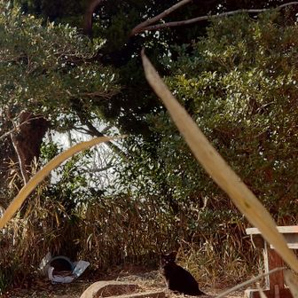 高取山はどうも猫ちゃん多い。お触りはNGでした