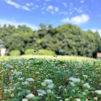 本日のベストショット♡

蕎麦の花とエノキと青い空白い雲で
メルヘンです〜✨️