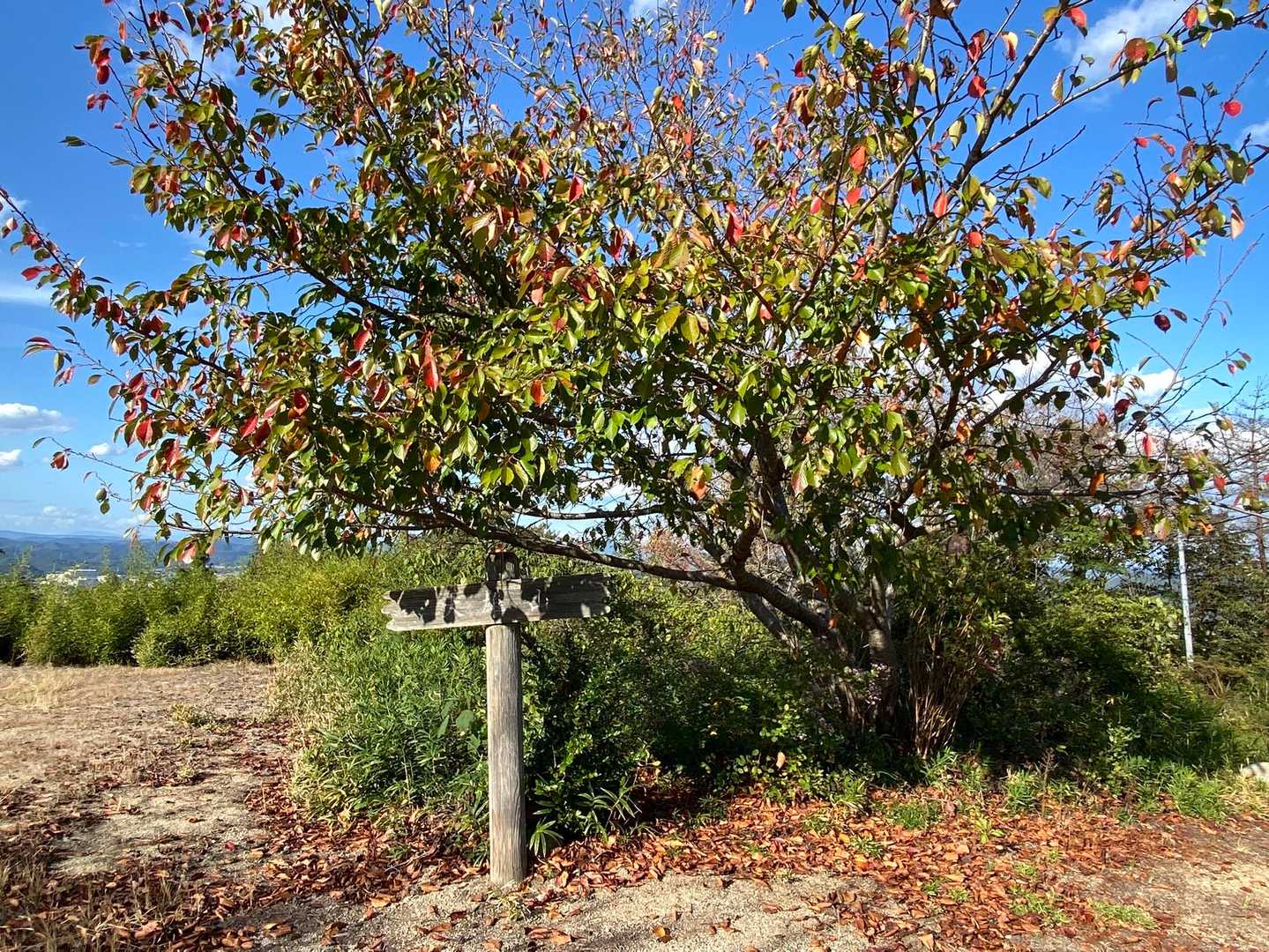 もう少し歩けたらと思ってたけど、他の山頂を巡るには遅くなり過ぎた気がして、七曲り下山は舗装路でつまらないし、結局猫の鼻をピストンに決めました‼️