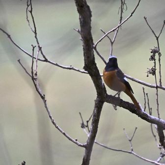 ♀のような赤い実を咥えてくれたら、もっと絵になたのに😅