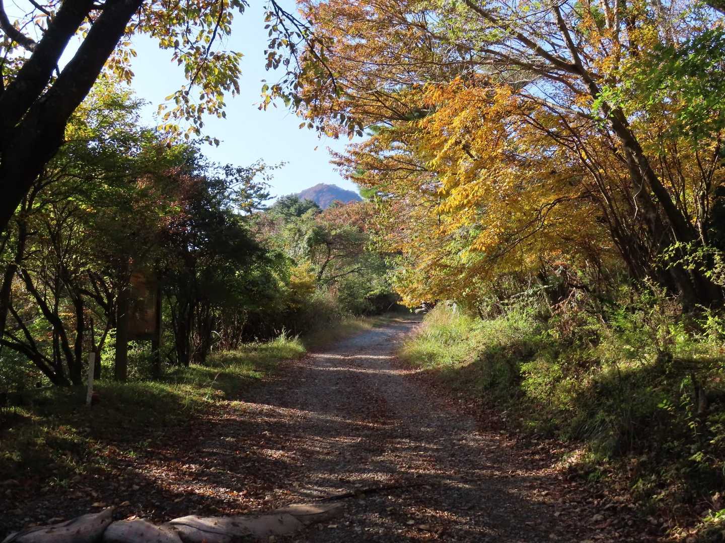 林道沿いの綺麗な紅葉
紅葉の木々の隙間から金時山の山頂部が見えてきました。