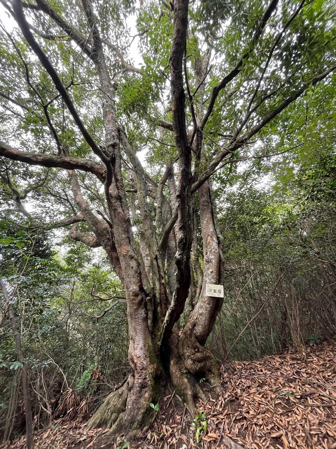 立派な樫の木さん🌳

前回の記憶が全然ないので、何も見てなかったんだろうな〜。